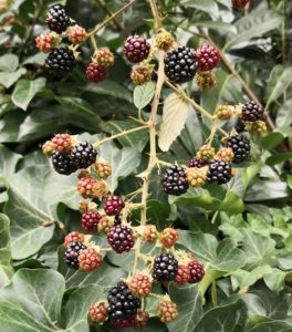 Blog 4 Brombeere