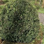 Blog 4 Buchsbaum